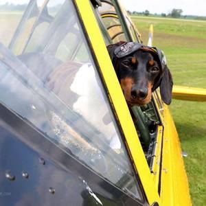 Meet your Posher, Phillip